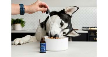 Kıbrıs’ta Köpek Besleyenler İçin En Doğru Mama ve Bakım Ürünleri (2025 Rehberi)