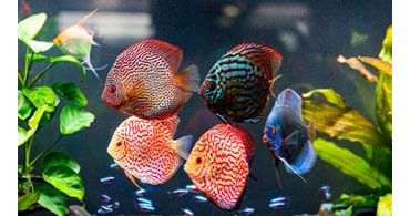 Yeni Başlayanlar İçin Akvaryum Kurulum Rehberi – Kıbrıs Versiyonu