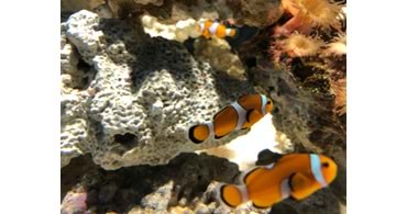 Yeni Başlayanlar İçin Akvaryum Kurulum Rehberi – Kıbrıs Versiyonu