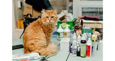 Kıbrıs’ta Yaşayan Kediler İçin En Doğru Mama, Kum ve Bakım Ürünleri (2025)