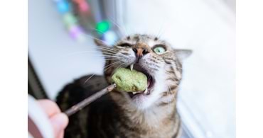 Kedinizin Her Gün Kullanacağı Mama, Kap, Oyuncak ve Gereçler – Kıbrıs 2025