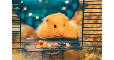 Kıbrıs Evleri İçin En Kullanışlı Kemirgen Kafesi, Mama ve Oyuncakları (2025)