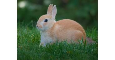 Hamster ve Tavşan Besleyenlerin Mutlaka Sahip Olması Gereken Ürünler – 2025