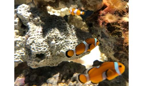 Yeni Başlayanlar İçin Akvaryum Kurulum Rehberi – Kıbrıs Versiyonu