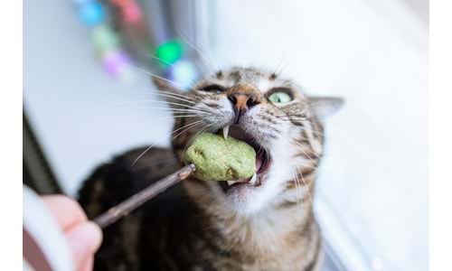 Kedinizin Her Gün Kullanacağı Mama, Kap, Oyuncak ve Gereçler – Kıbrıs 2025