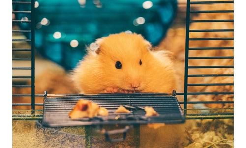 Kıbrıs Evleri İçin En Kullanışlı Kemirgen Kafesi, Mama ve Oyuncakları (2025)