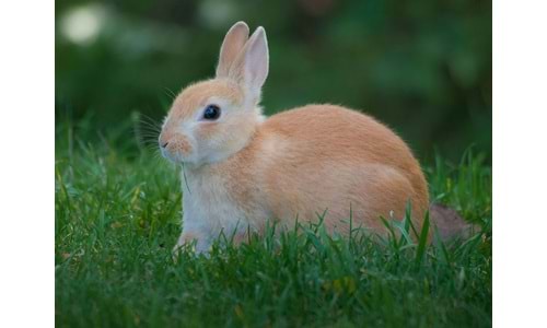 Hamster ve Tavşan Besleyenlerin Mutlaka Sahip Olması Gereken Ürünler – 2025