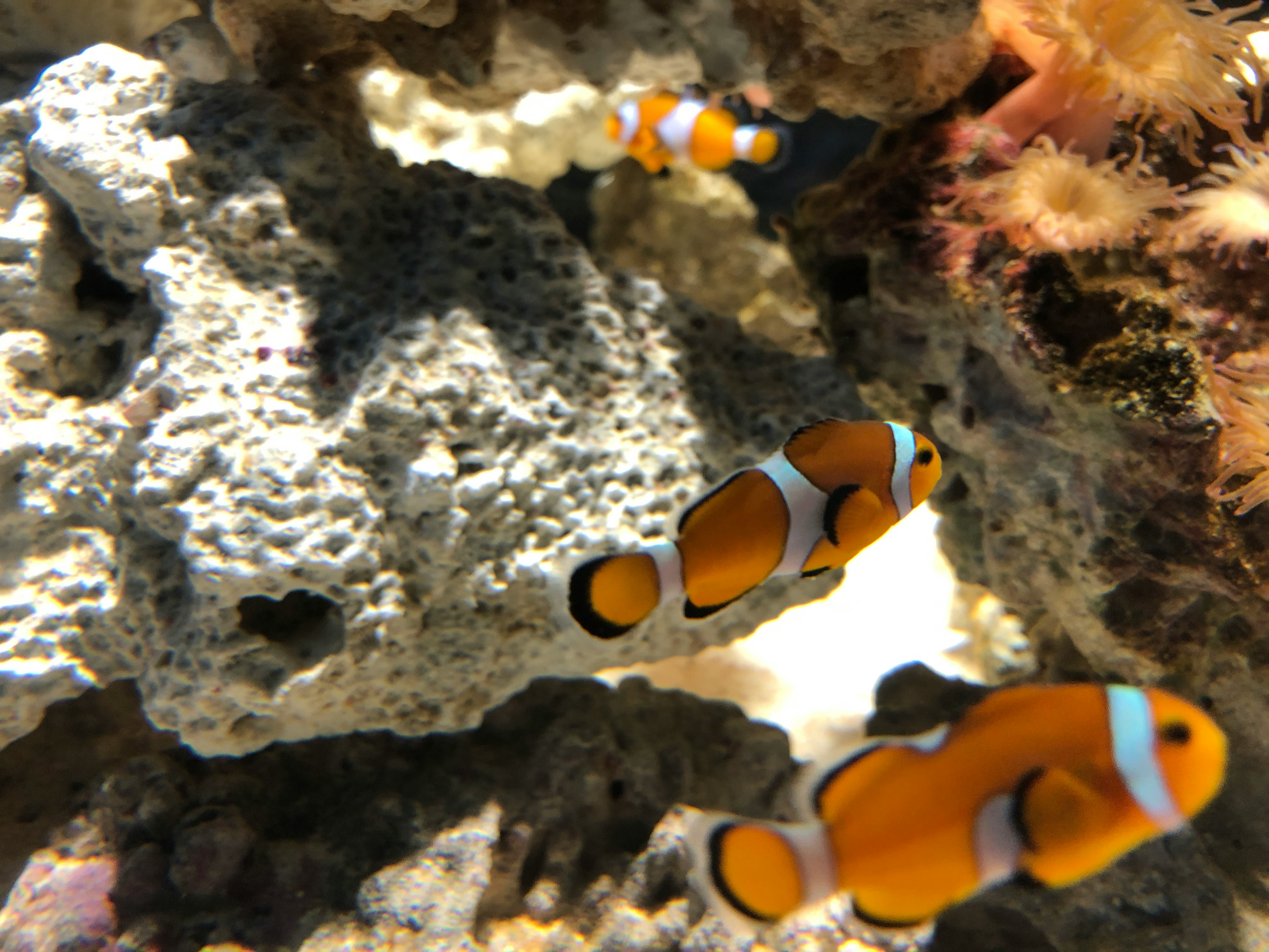 Yeni Başlayanlar İçin Akvaryum Kurulum Rehberi – Kıbrıs Versiyonu