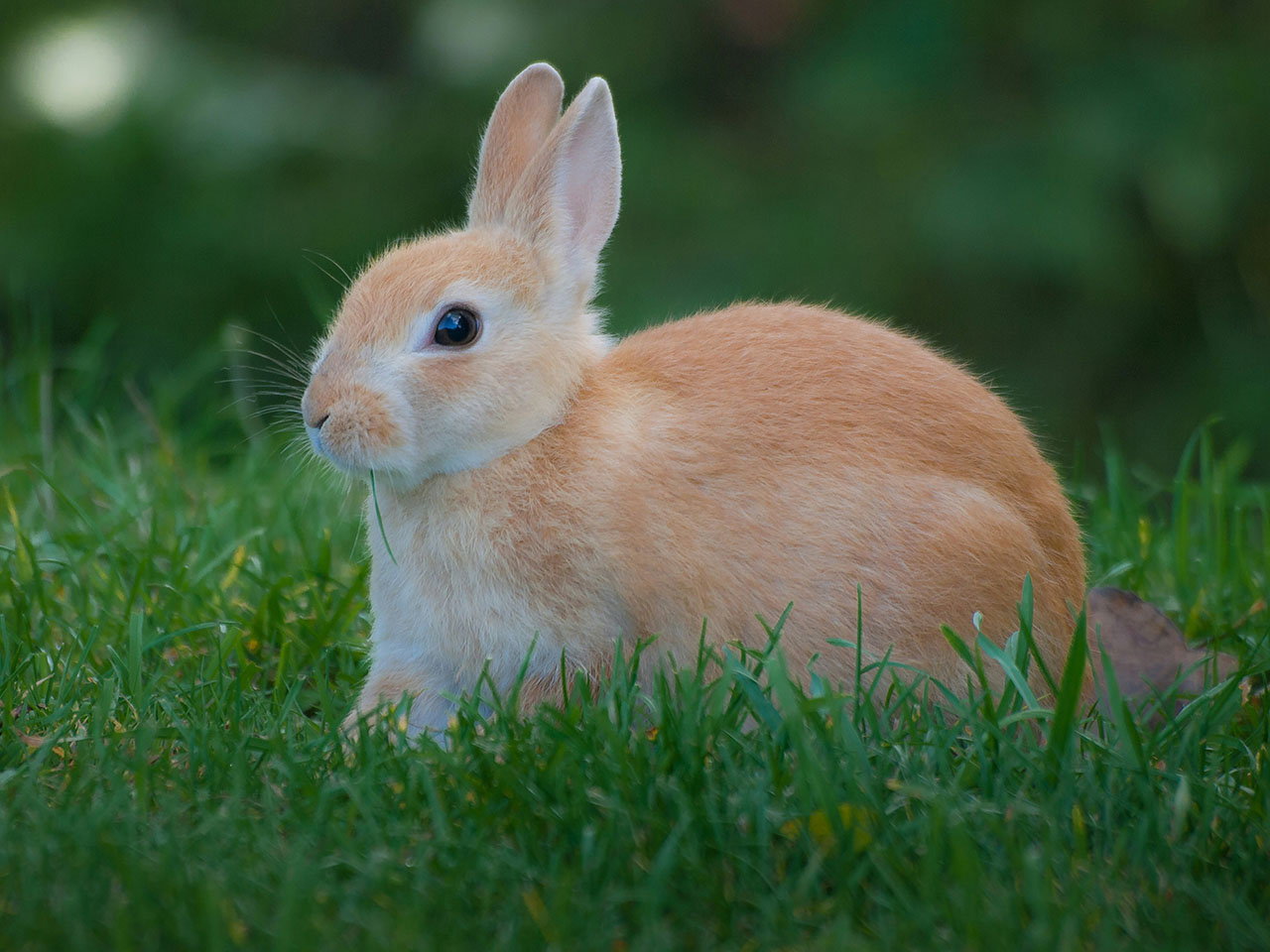 Hamster ve Tavşan Besleyenlerin Mutlaka Sahip Olması Gereken Ürünler – 2025