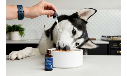 Kıbrıs’ta Köpek Besleyenler İçin En Doğru Mama ve Bakım Ürünleri (2025 Rehberi)