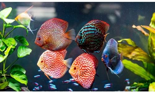 Yeni Başlayanlar İçin Akvaryum Kurulum Rehberi – Kıbrıs Versiyonu