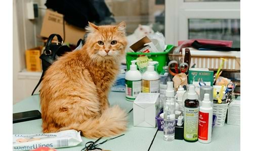 Kıbrıs’ta Yaşayan Kediler İçin En Doğru Mama, Kum ve Bakım Ürünleri (2025)